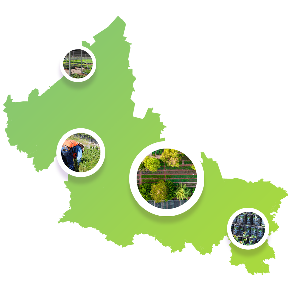 Mapa Forestal