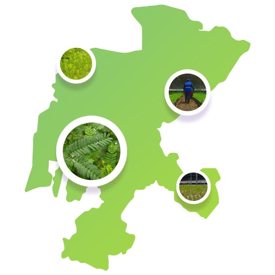 Mapa Sombrerete